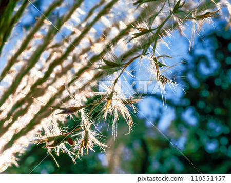 Seeds and white hairs of pampas grass (awn, thin) shine against the clear blue sky in autumn Seeds and white hairs of pampas grass (awn, thin) shine against the clear blue sky in autumn 110551457