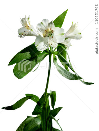 White Alstroemeria flower on white background 110551768