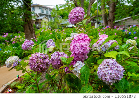 六月在京都藤森神社看到的淺紫色和粉紅色繡球花 110551878