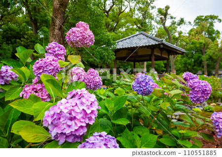 六月在京都藤森神社看到的淺紫色和粉紅色繡球花 六月在京都藤森神社看到的淺紫色和粉紅色繡球花 110551885