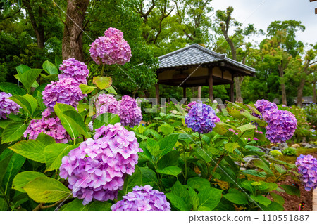 六月在京都藤森神社看到的紫色和粉紅色繡球花 六月在京都藤森神社看到的紫色和粉紅色繡球花 110551887