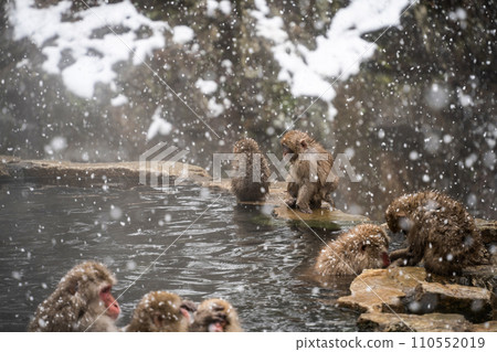 雪猴(地獄谷雪猴公園) 雪猴(地獄谷雪猴公園) 110552019