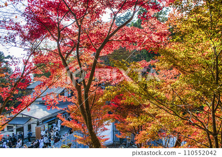 高尾山、高尾山藥王院、表參道（登山路線1）、權現茶屋附近的紅葉 110552042