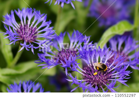 Honeybees sucking flower nectar 110552297