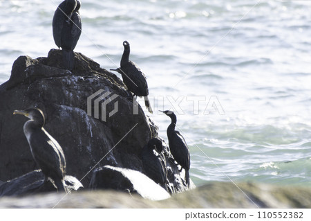 礁石上的鸕鶿 110552382