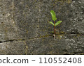 Little green plant breaks through dry stones in a foggy autumn day, macro, close-up. Power of nature. a small plant breaks stones. 110552408