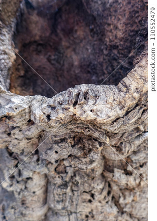 軟木塞的樹皮湧出 110552479