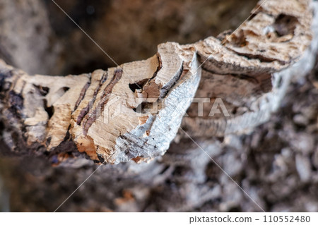 Bark of cork gush Bark of cork gush 110552480
