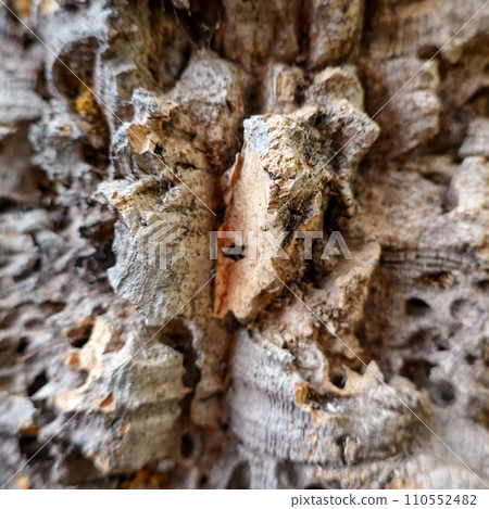 Bark of cork gush Bark of cork gush 110552482