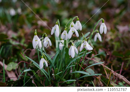 Beautiful first flowers snowdrops in spring forest. Tender spring flowers snowdrops harbingers of warming symbolize the arrival of spring 110552787