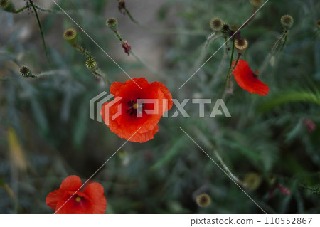 Flower poppy flowering on green background poppies flowers. Nature Flower poppy flowering on green background poppies flowers. Nature 110552867