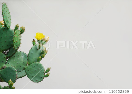 Cactus flower as retro vintage background. Prickly pear cactus in pastel tone, copy space 110552869