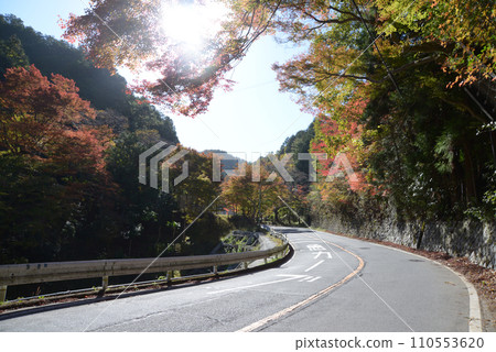 Takao - Autumn leaves on Shuzan Kaido - Umegahata, Ukyo Ward, Kyoto City 110553620