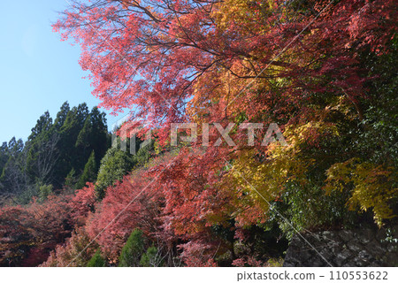 Takao - Autumn leaves on Shuzan Kaido - Umegahata, Ukyo Ward, Kyoto City 110553622