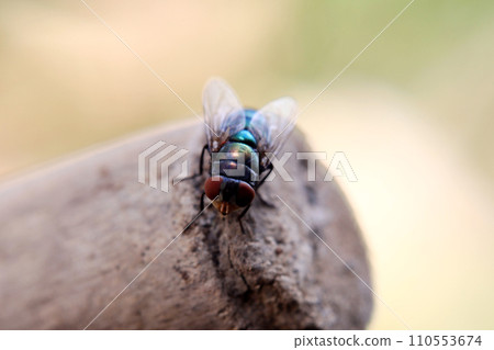 Lucilia sericata Lucilia sericata 110553674