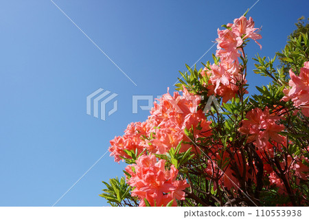 陽光明媚的日子,花園裡盛開的紅杜鵑花 陽光明媚的日子,花園裡盛開的紅杜鵑花 110553938