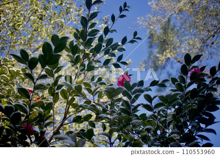A sasanqua flower shyly hides behind snow-covered leaves. The colors shine through in the cold. 110553960