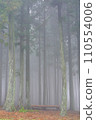 a foggy redwood forest 110554006