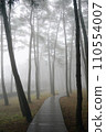 fog in the forest 110554007