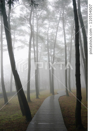 fog in the forest 110554007