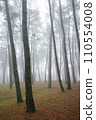 forest in fog 110554008