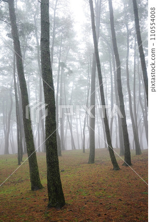 forest in fog 110554008