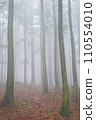 fog in the forest 110554010