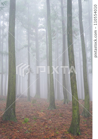 fog in the forest 110554010