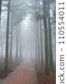 fog in the forest 110554011
