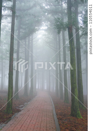fog in the forest 110554011