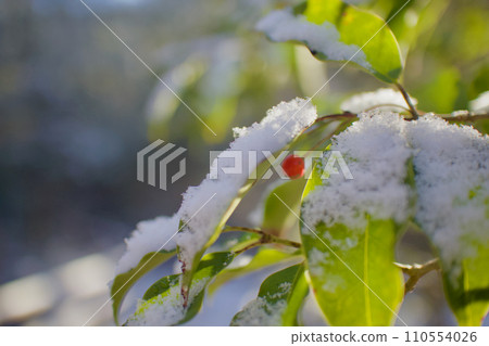 The leaves of the soyogo catch snow. The leaves of the soyogo catch snow. 110554026