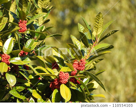 "Tarayo" fruit whose leaves can write letters 110554103