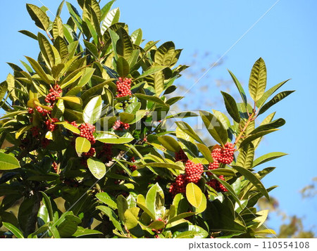 "Tarayo" fruit whose leaves can write letters 110554108