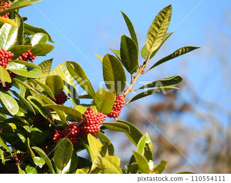 葉子能寫字的水果“Tarayo” 葉子能寫字的水果“Tarayo” 110554111
