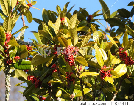 "Tarayo" fruit whose leaves can write letters "Tarayo" fruit whose leaves can write letters 110554113