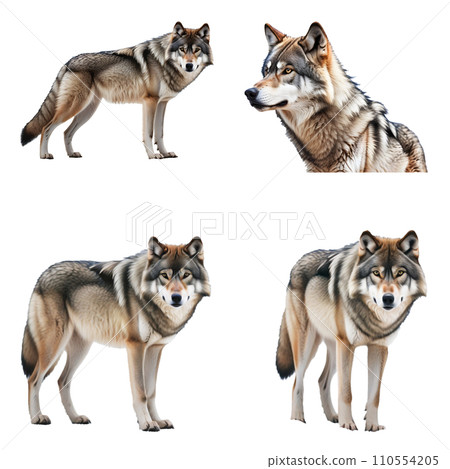 Beautiful Wolf set isolated on a white background. Generative AI Beautiful Wolf set isolated on a white background. Generative AI 110554205