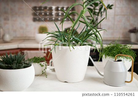 Potted aloe House plant, aloe aristata and ripsalis on a table indoors Potted aloe House plant, aloe aristata and ripsalis on a table indoors 110554261