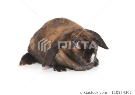 Rabbit with a white nose, ram  breed 110554302