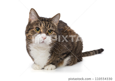 Beautiful grey cat lies and looks away 110554330