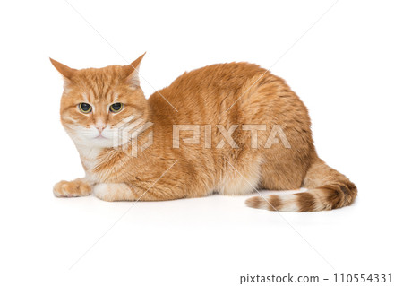 Beautiful red cat sits sideways and looks Beautiful red cat sits sideways and looks 110554331