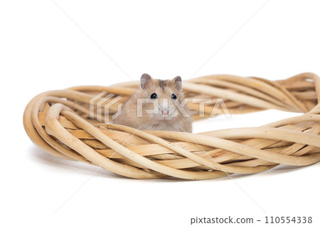 Small hamster and a wreath from a natural vine Small hamster and a wreath from a natural vine 110554338