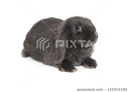 Decorative fold rabbit  in grey color Decorative fold rabbit  in grey color 110554390