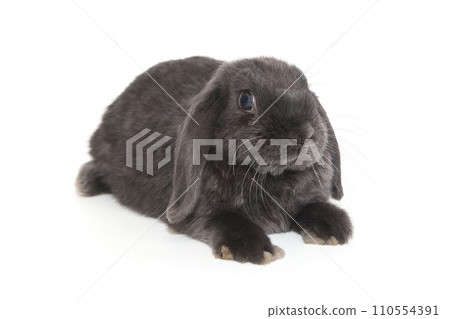 Grey decorative fold rabbit 110554391
