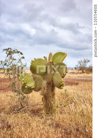 Landscape with giant Galapagos cactus, Santa Cruz Island, Galapagos, Ecuador. Landscape with giant Galapagos cactus, Santa Cruz Island, Galapagos, Ecuador. 110554608