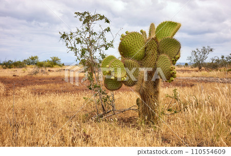 Landscape with Galapagos Giant Cactus, Santa Cruz Island, Galapagos, Ecuador. Landscape with Galapagos Giant Cactus, Santa Cruz Island, Galapagos, Ecuador. 110554609