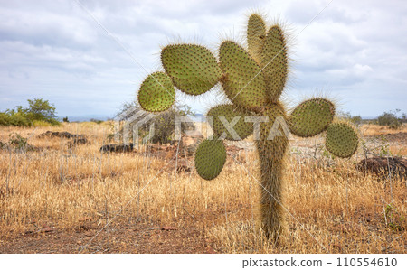 Landscape with giant Galapagos cactus, Santa Cruz Island, Galapagos, Ecuador. Landscape with giant Galapagos cactus, Santa Cruz Island, Galapagos, Ecuador. 110554610