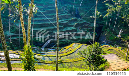 Beautiful rice terraces in Bali Beautiful rice terraces in Bali 110554633