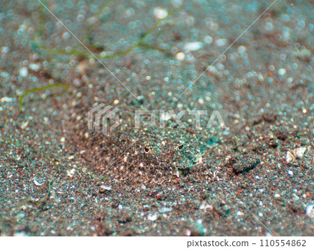 A camouflaged flounder 110554862