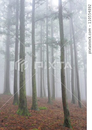 fog in the forest fog in the forest 110554892