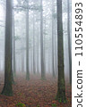 fog in the forest 110554893